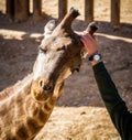 Giraffe, Jerusalem Biblical Zoo in Israel Royalty Free Stock Photo