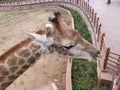 Giraffe@ Jinan Wildlife World, Shandong China