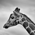 Giraffe Royalty Free Stock Photo