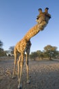 Giraffe in the Kalahari, Botswana. Royalty Free Stock Photo
