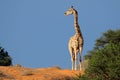 Giraffe, Kalahari desert, South Africa