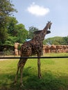 giraffe at kebun binatang surabaya Royalty Free Stock Photo