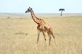 giraffe in Kenya Royalty Free Stock Photo