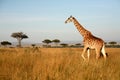 Giraffe (Kenya) Royalty Free Stock Photo