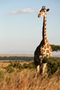 Giraffe (Kenya) Royalty Free Stock Photo
