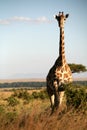 Giraffe (Kenya)