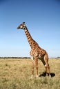 Giraffe (Kenya) Royalty Free Stock Photo