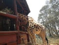 Giraffe