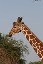 Giraffe in KENYA Royalty Free Stock Photo