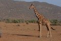 giraffe in kenya Royalty Free Stock Photo