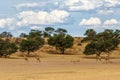 Giraffe - Kgalagadi - Kalahari - South Africa Royalty Free Stock Photo