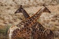 Giraffe in Kgalagadi transfrontier park, South Africa Royalty Free Stock Photo