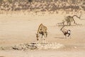 Giraffe in Kgalagadi transfrontier park, South Africa Royalty Free Stock Photo