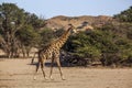 Giraffe in Kgalagadi transfrontier park, South Africa Royalty Free Stock Photo
