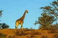 Giraffe in Kgalagadi transfrontier park, South Africa Royalty Free Stock Photo