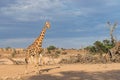 Giraffe in the Kgalagadi Transfrontier Park in South Africa Royalty Free Stock Photo