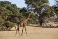 Giraffe in Kgalagadi transfrontier park, South Africa Royalty Free Stock Photo