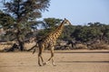 Giraffe in Kgalagadi transfrontier park, South Africa Royalty Free Stock Photo