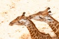 Giraffe kissing giraffe