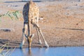 Giraffe kneeling and drinking from waterhole in daylight. Wildlife Safari in Etosha National Park, the main travel destination in Royalty Free Stock Photo