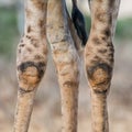 Giraffe Knees Royalty Free Stock Photo