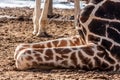 Giraffe Knees Royalty Free Stock Photo