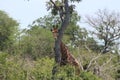 Giraffe in KNP Royalty Free Stock Photo