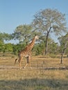 Giraffe in the Kruger