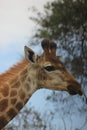 Giraffe in Kruger