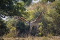 Giraffe in Kruger National park, South Africa Royalty Free Stock Photo