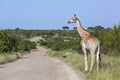 Giraffe in Kruger National park, South Africa