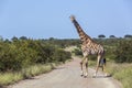 Giraffe in Kruger National park, South Africa