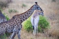 Giraffe in Kruger national park, South Africa Giraffa camelopardalis family of Giraffidae portrait