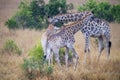 Giraffe in Kruger national park, South Africa Giraffa camelopardalis family of Giraffidae portrait