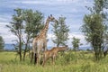 Giraffe in Kruger National park, South Africa Royalty Free Stock Photo