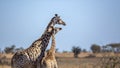 Giraffe in Kruger National park, South Africa Royalty Free Stock Photo