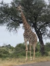 Giraffe, Kruger National Park, South Africa.