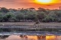 Giraffe in Kruger National park, South Africa Royalty Free Stock Photo