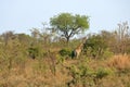 Giraffe in Kruger national park, South Africa; Specie Giraffa camelopardalis family of Giraffidae