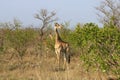 Giraffe in Kruger national park, South Africa; Specie Giraffa camelopardalis family of Giraffidae