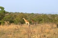 Giraffe in Kruger national park, South Africa; Specie Giraffa camelopardalis family of Giraffidae