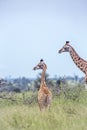 Giraffe in Kruger National park, South Africa Royalty Free Stock Photo