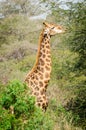 Giraffe Kruger Park, South Africa Royalty Free Stock Photo