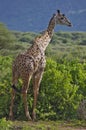 Giraffe in Lake Manyara National Park