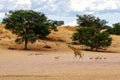 Giraffe - Kgalagadi - Kalahari - South Africa Royalty Free Stock Photo