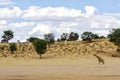 Giraffe - Kgalagadi - Kalahari - South Africa Royalty Free Stock Photo