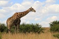 Giraffe Royalty Free Stock Photo