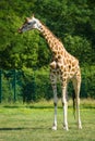 Giraffe