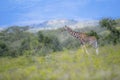 Wildscape of Giraffe in Kenya Royalty Free Stock Photo
