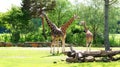 Giraffe